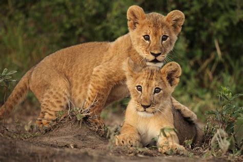 Pics For Congolese Spotted Lion Spots Pinterest Lion