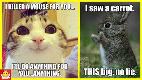 Funny Animal Memes Try Not To Laugh