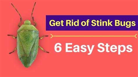 How To Get Rid Of Stink Bugs Without Professional Help Fast