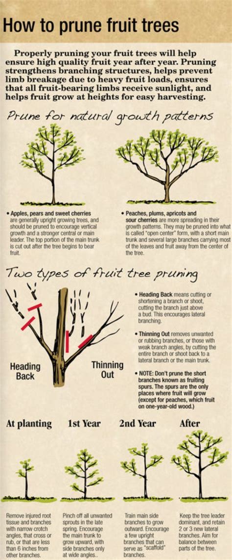 How To Prune Apple Trees A Complete Guide For Optimal Growth And Fruit
