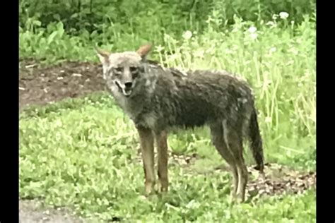 Walkers Warn Of Aggressive Coyote On The Prowl In Burnaby Park