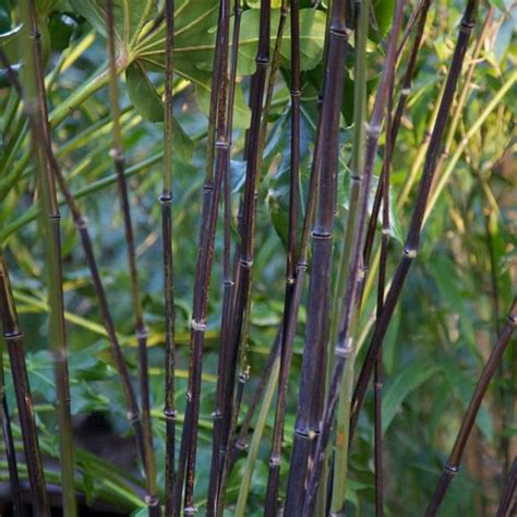 Black Bamboo Phyllostachys Nigra Hedges Direct Uk