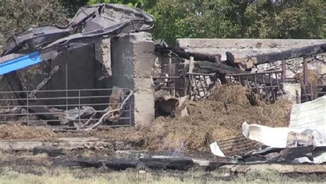 People Passing By Let Cattle Out Of Barn Fire Estimated
