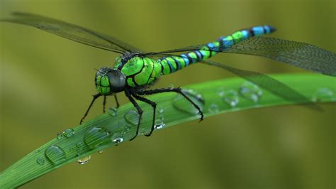 DragonfLy Wallpaper 68 Images