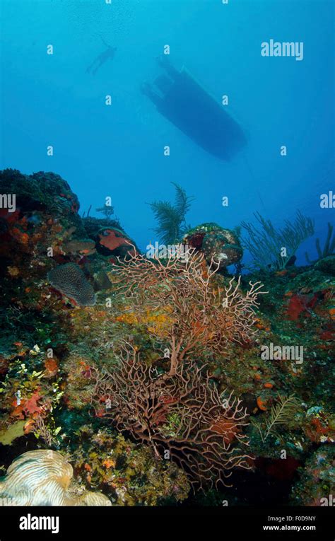 Diver And Boat Above Black Coral Bushes In French Cay Turks And Caicos