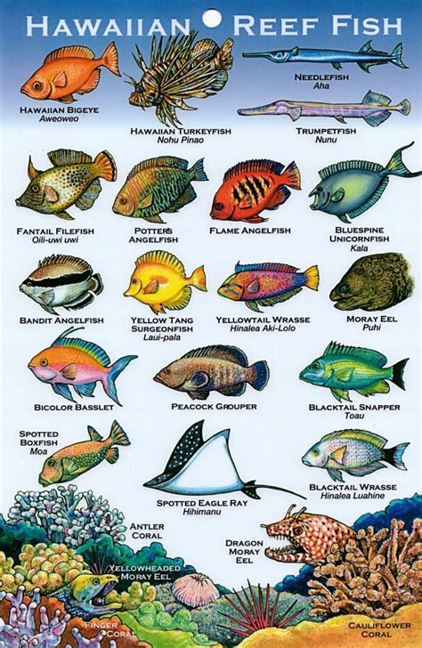 Hawaii Reef Fish Fish Hawaii Fish Chart