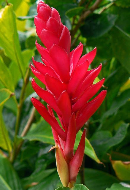 All parts of the plants served as medicine. Hawaiian Red Ginger plant | Flickr - Photo Sharing!