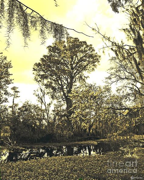 Swamp Photograph By Lizi Beard Ward Pixels