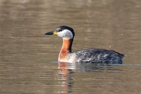 Red Necked Grebe By Chris Downes Birdguides