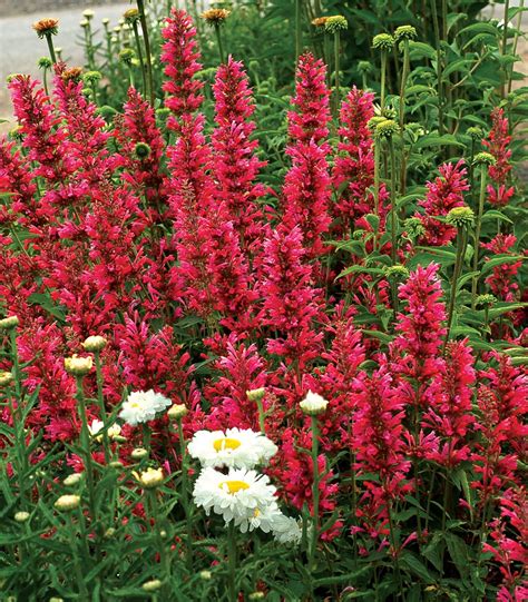 Agastache ‘raspberry Summer What An Awesome Perennial The Large Dark