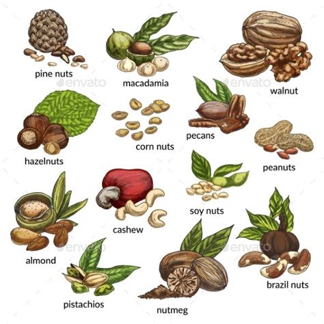 Tree Nut Identification Chart