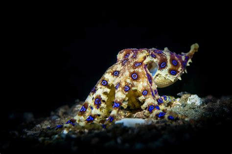 Greater Blue Ringed Octopus Octonation The Largest Octopus Fan Club