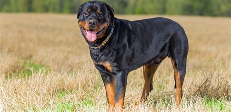 Rottweiler A Guide To This Muscular And Smart Breed