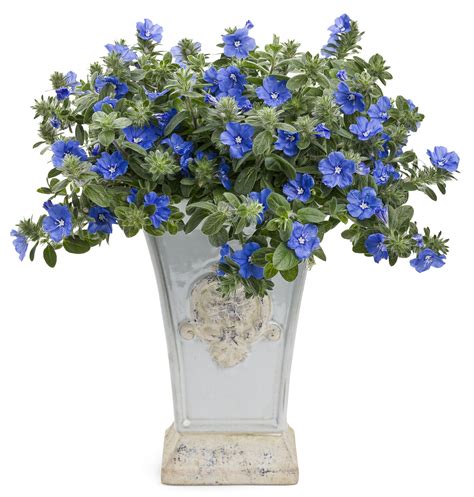 Blue My Mind Dwarf Morning Glory Evolvulus Hybrid Flower Pots