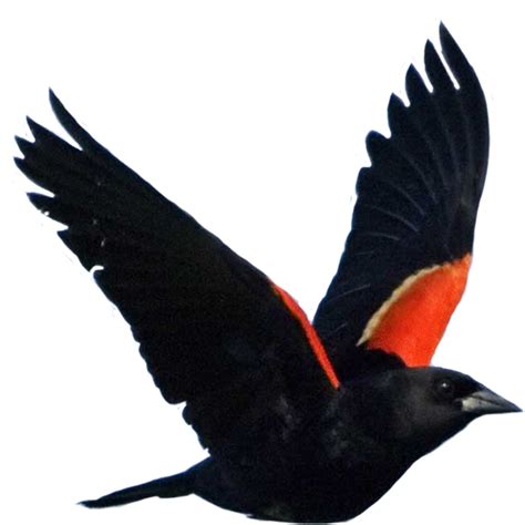 Transparent Blackbird Clipart Clipart Red Winged Blackbird Png