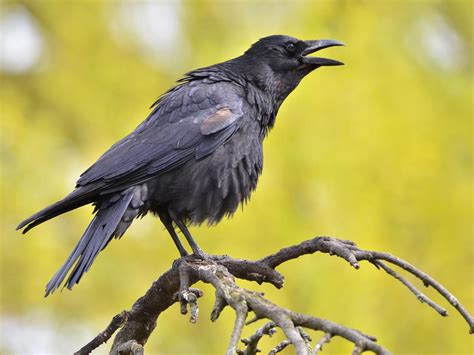 Do Crows Remember Faces And Hold Grudges Remember Birdfact