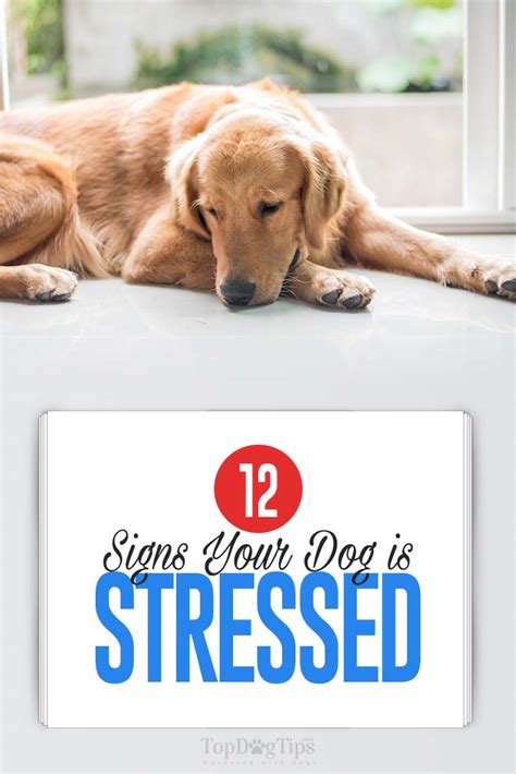 12 Signs Your Dog Is Stressed And How To Fix It Based On Science