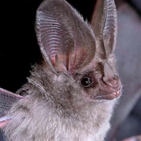 Bats Evolved Diverse Skull Shapes Due To Echolocation Diet Burke Museum