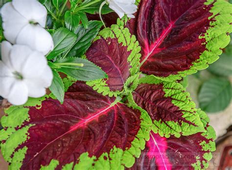 Complete Coleus Kong Rose Care Guide 29 Tips And Where To Buy 2024