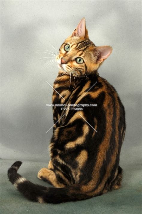 Brown Marble Bengal Cats Young Brown Marble Bengal Cat Back View Bengal Cat Cat Breeds