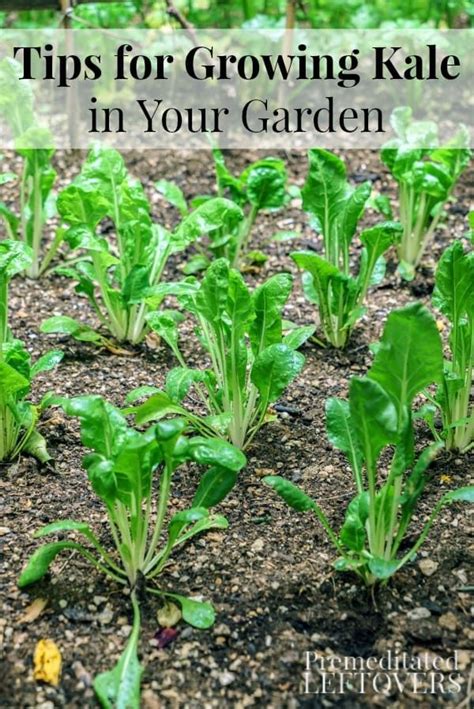Tips For Growing Kale In Your Garden Including How To Grow