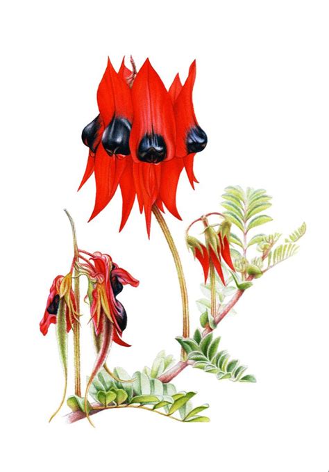 Australias Emblematic Beauties Illustrated Australian Flowers