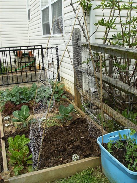 Building A Low Cost Vegetable Garden Trellis In Pictures