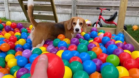 Funny Beagle Compilation By Beagles Louie And Marie Youtube