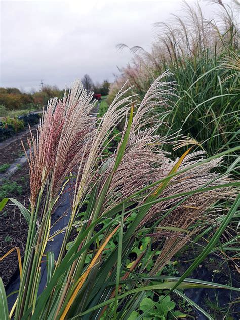Miscanthus sinensis 'New Hybrids' - Green and Gorgeous Flowers