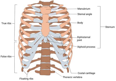 What Is The Clinical Significance Of The Xiphoid Process Quizlet