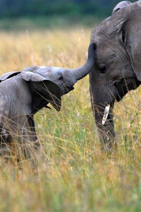 Elephant Kisses Mother And Baby Animals Baby Animals Pictures