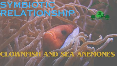 Symbiotic Relation Of Clownfish And Sea Anemones Nature Connection
