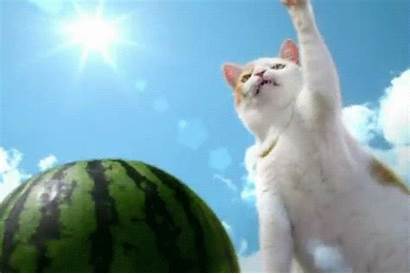 Funny Gifs Cats Cat Amazing Animated Facts