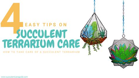 This stem drop may occur when the soil has been too wet or dry. 4 Easy Tips on Succulent Terrarium Care - Succulent Care Guide