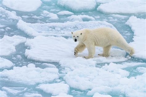Norway Svalbard 82 Degrees North Polar Bear On The Move Poster Print
