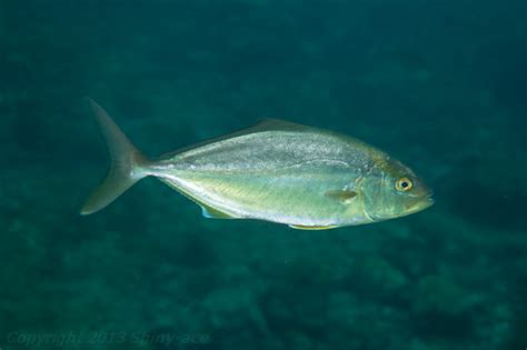 Greater Amberjack Fish Identification Western Pacific