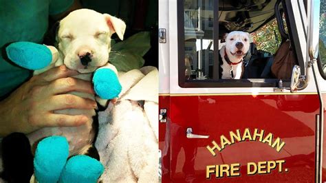 Puppy Burned In House Fire Gets Second Chance As A Firefighter