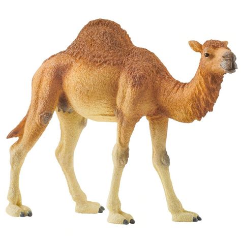 A type of arabian camel bred for racing and riding , having a single hump and long. Schleich 14832 Dromedary Camel - Schleich Village