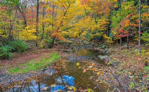 Many Colored Forest Photograph By John M Bailey Fine Art America