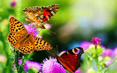 Colors Of Nature Hd Butterfly Wallpapers Hd Wallpapers