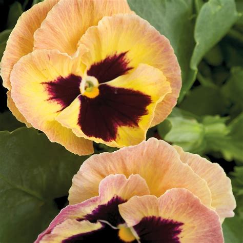 Pansy Seeds Pansy Majestic Giant Ii Sherry 50 Thru 500 Seeds Etsy