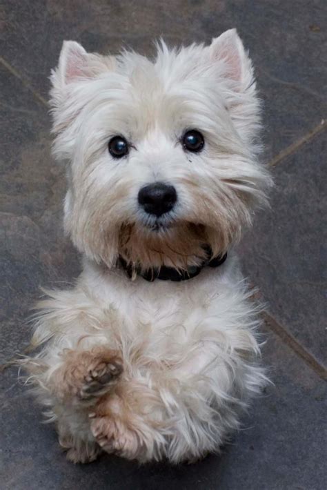 Westie Mix Puppies For Adoption Pudding To Come