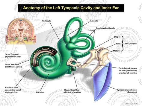 Anatomy Of The Tympanic Membrane