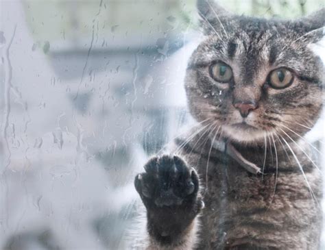 Selfishness (george) the desire for freedom (the american wife) helplessness to save oneself (the american wife) marriage in hemingway's cat in the rain the american wife presents many qualities. My neighbor's cat hates rain. When their gone, he comes ...