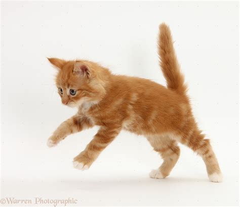 Ginger Kitten Running Photo Wp27462