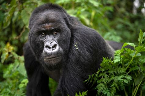 Reddit Investors Adopt 3500 Gorillas In Less Than A Week