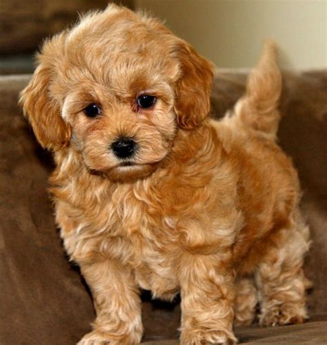 Red Maltipoo Maltipoo