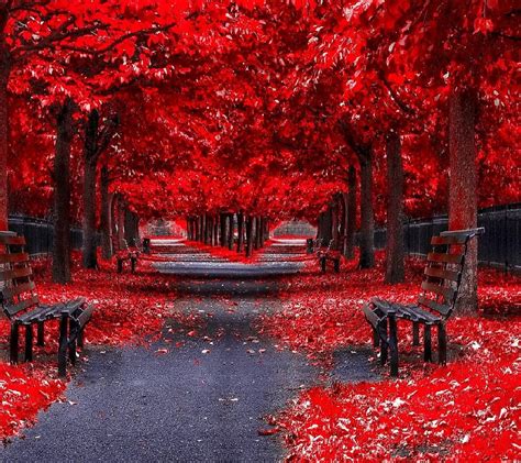 Misty Red Autumn Park Red Trees Benches Autumn Nature Park Hd