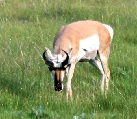 Study Finds Herbivores Can Offset Loss Of Plant Biodiversity In Grassland