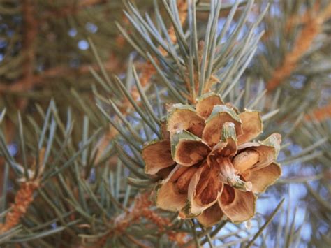 Piñon Pines Pinus Edulis And Pinus Monophylla Mountain Herbalism